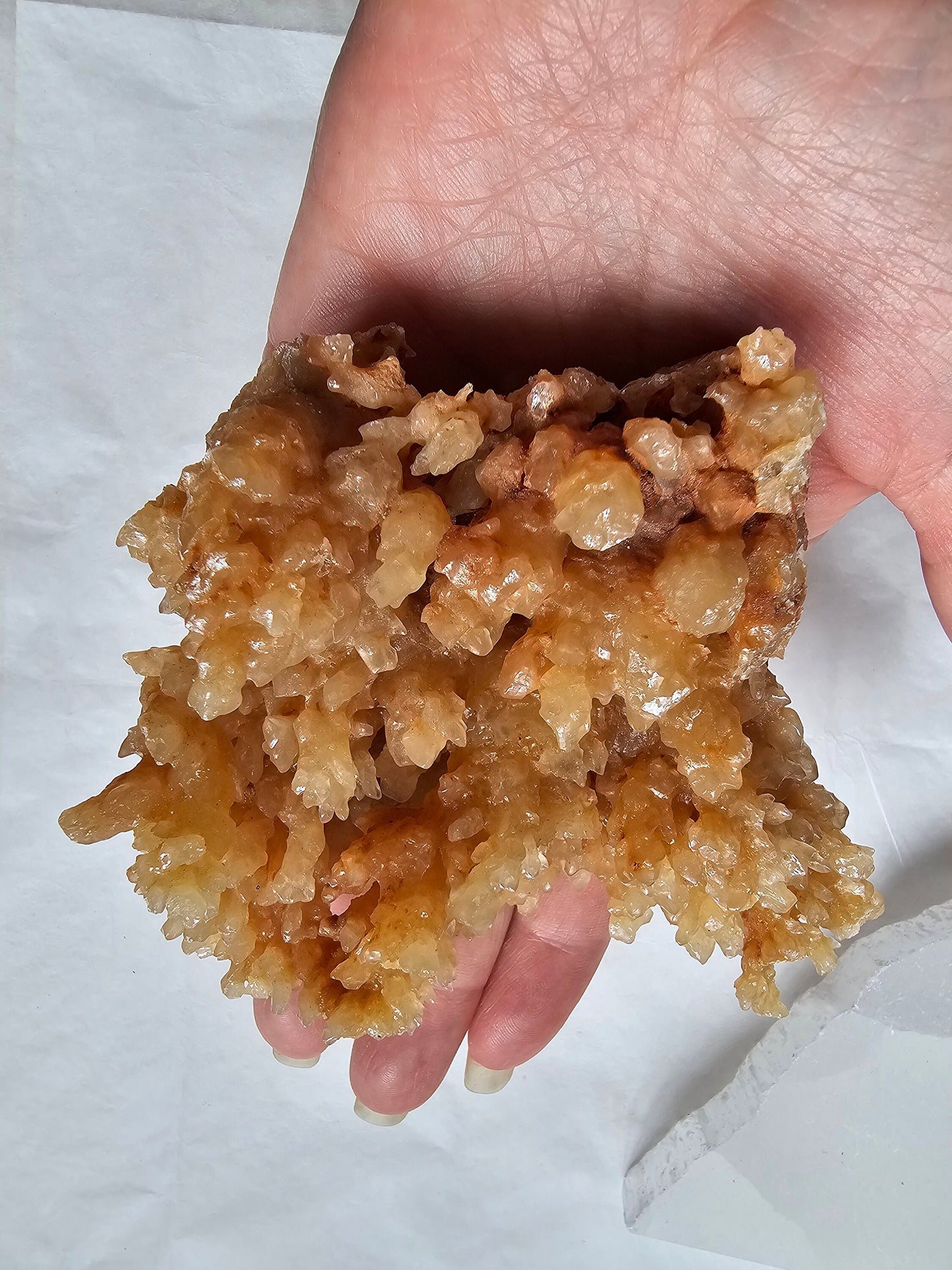 Orange Calcite Coral cluster / Onyx / Aragonite