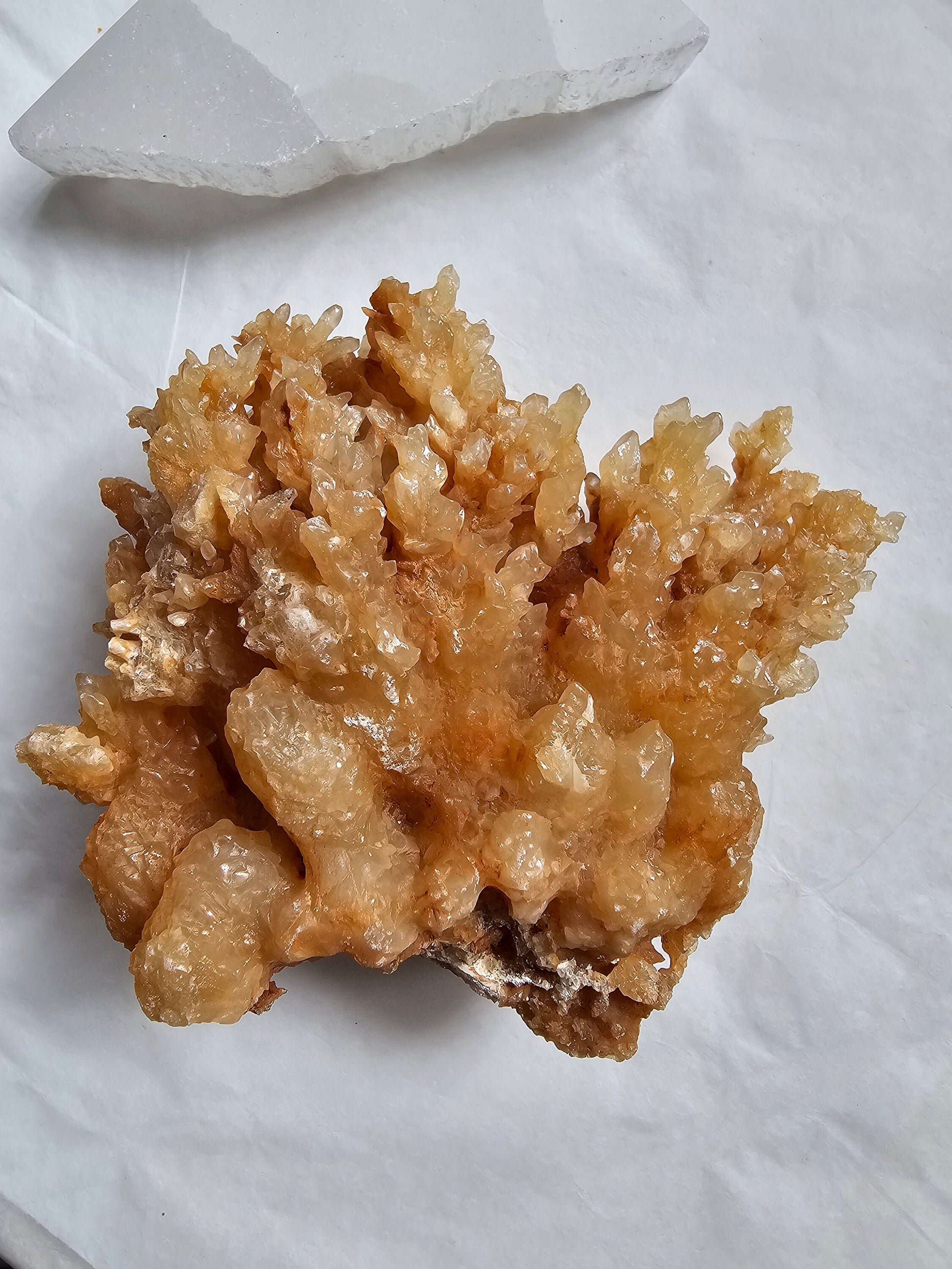 Orange Calcite Coral cluster / Onyx / Aragonite