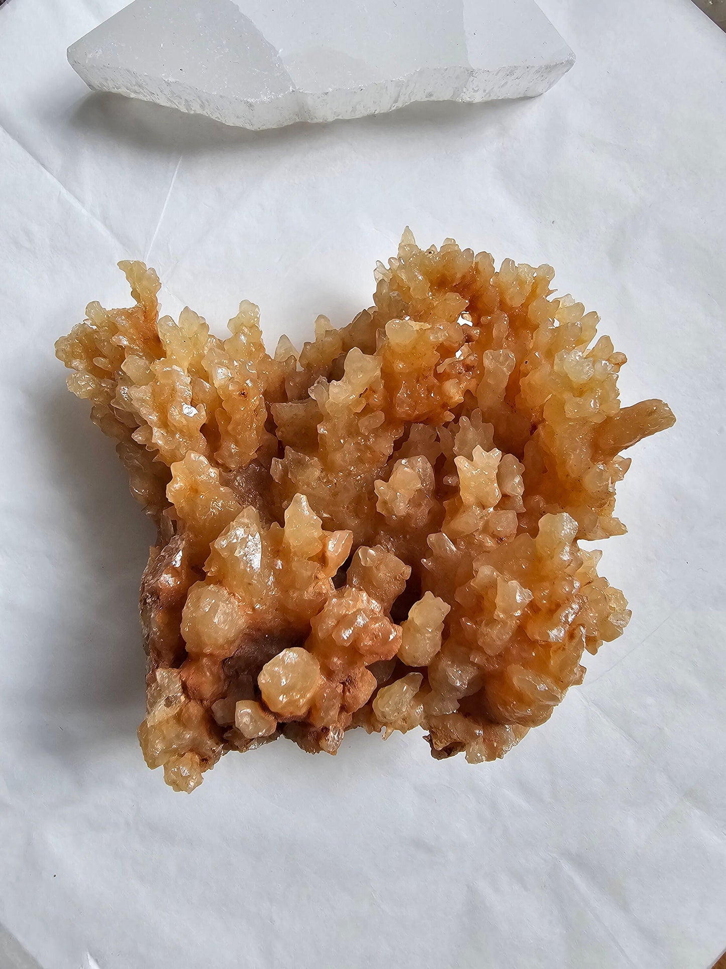 Aragonite Coral cluster