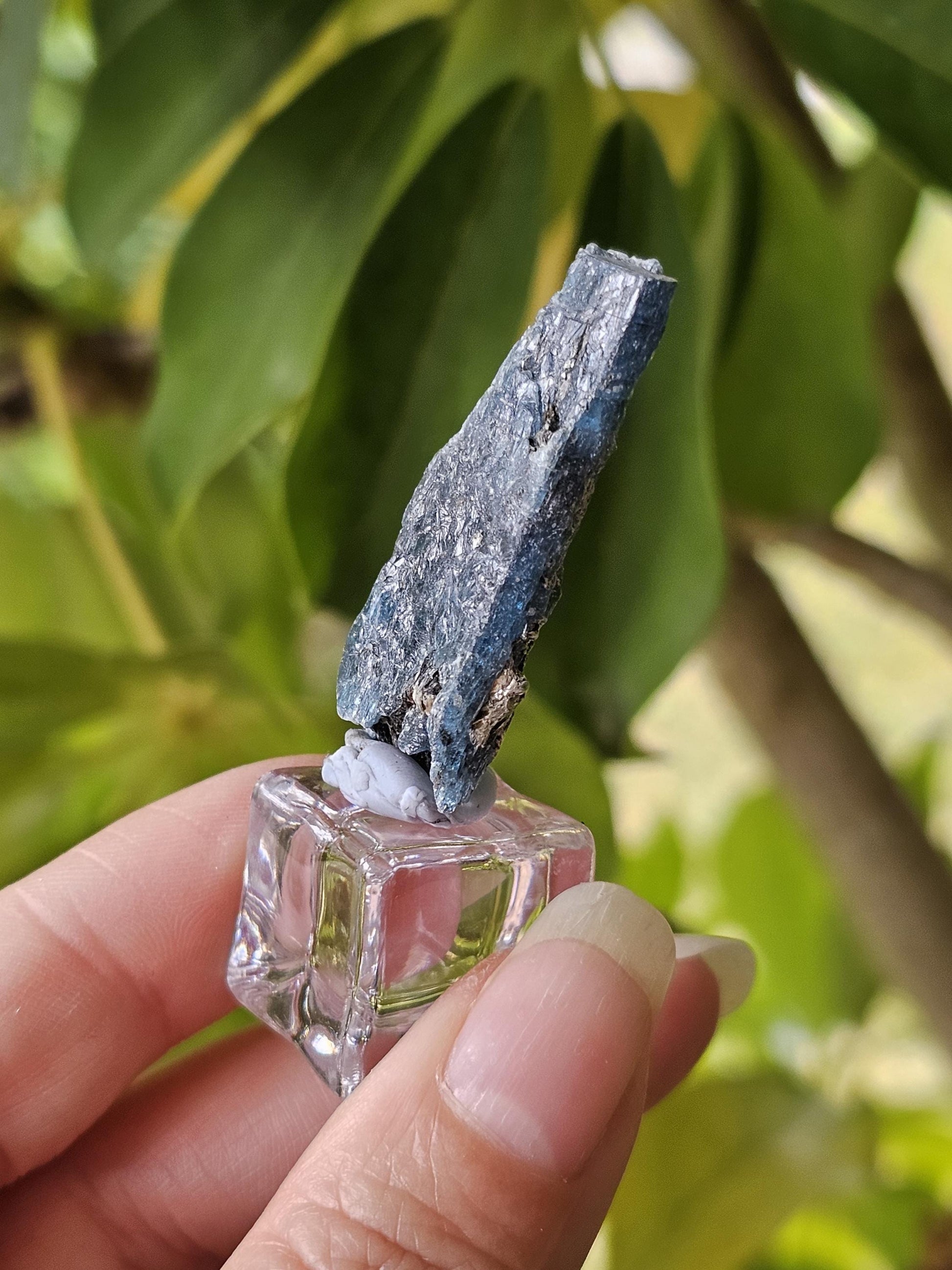 Cyan blue / Ocean Kyanite - Harts range NT Australia