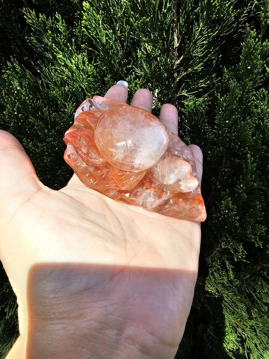 Fire quartz turtle